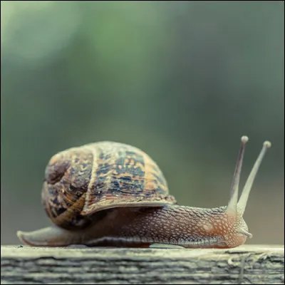 Où peut-on créer un ralentissement lors d'une opération escargot ?