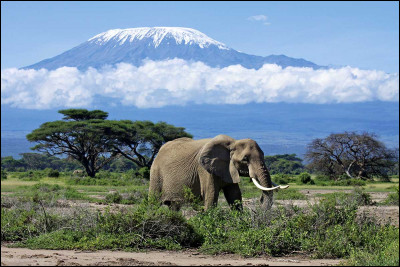 Le Kilimandjaro est la plus haute montagne d'Afrique (5895 m). En quelle année un parc national a-t-il été créé ?