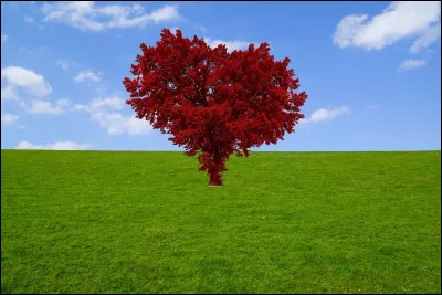 Et sur elle ?
(Couleurs : rouge, verte, bleue et blanche)