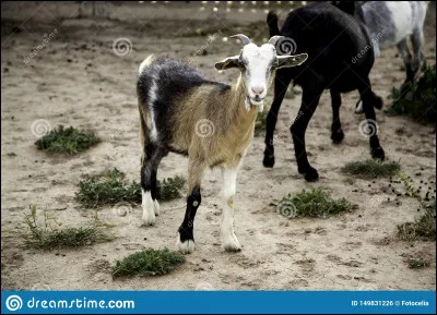 Quel est cet animal ?