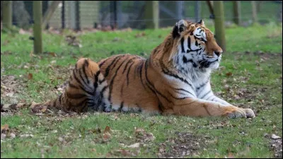 Quel est cet animal ?