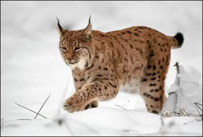 Quel est cet animal ?