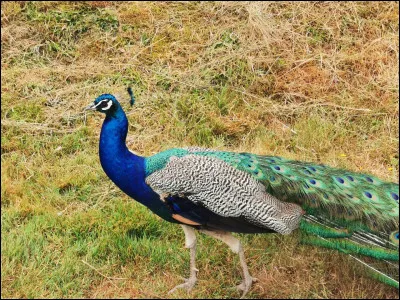 Quel est cet animal ?