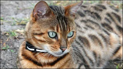 Quel est cet animal ?