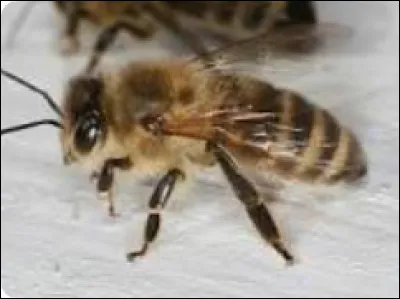 Divination : 
Dans les feuilles de thé, quel présage est symbolisé par une abeille ?