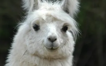 Quiz Animaux