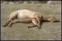 Vers quel ge meurt un cheval ?