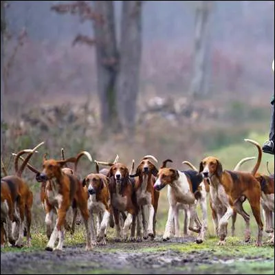 Quel chien de chasse, très prisé comme chien de salon, est parfois appelé pudel ?