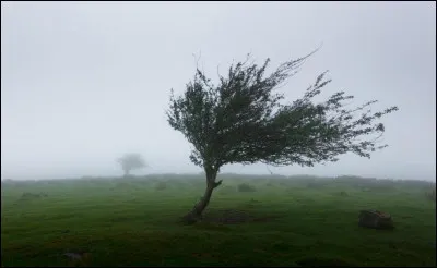 Au moment où je réalise ce quiz, il fait un temps maussade. Une tempête avait été annoncée. Quels sont les synonymes de "tempête" justement ?