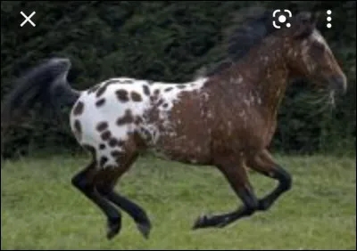 Comment s�appelle cette robe ?