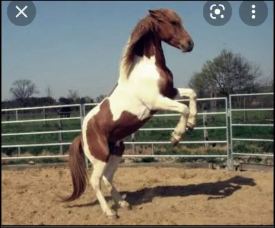 Que fait le cheval ?