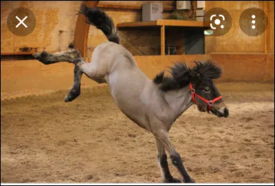 Que fait le poulain ?