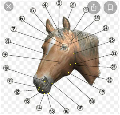 Comment s�appelle le 4 ?