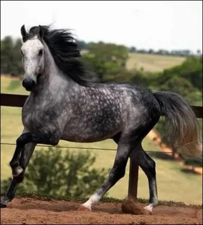 Quel est le nom de cette robe ?