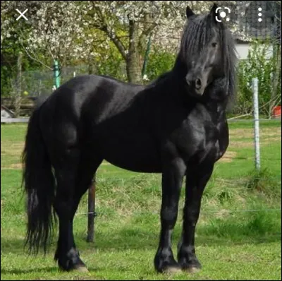 Quelle est la race de ce cheval ?