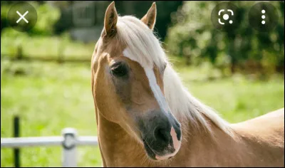 Quelle est la race de ce cheval ?