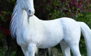 Quiz Animaux