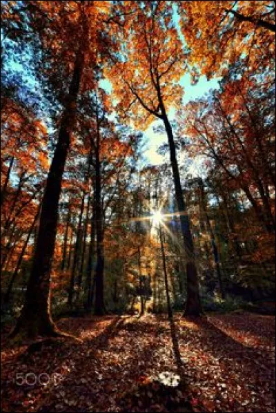 Quelle bataille au nom de plantes se déroule en novembre 1793 ?