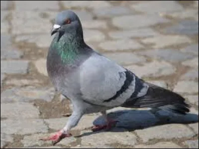 À Venise en Italie, il est interdit de faire quoi aux pigeons ?