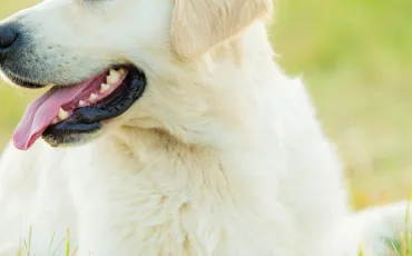 Quiz Animaux