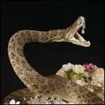 Quel est le vritable nom de serpent  sonnette ?