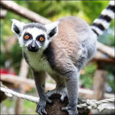 &Agrave; quel ordre de mammif&egrave;res appartiennent les makis ?