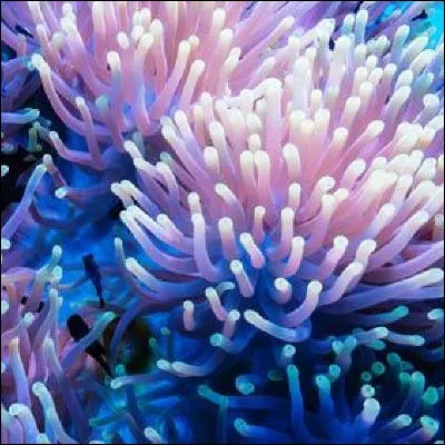 Quel poisson forme une relation mutuelle avec les an&eacute;mones de mer, pourtant mortelles pour les autres esp&egrave;ces ?