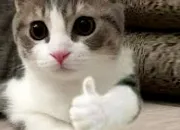Test Quel est ton caractère de chat ?