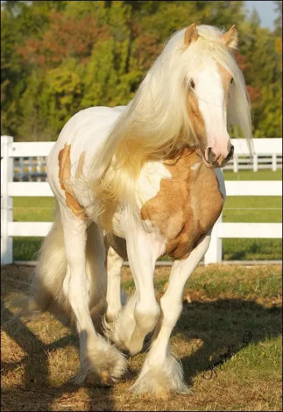 Quelle est cette robe ?