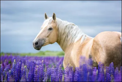 Quelle est cette robe ?