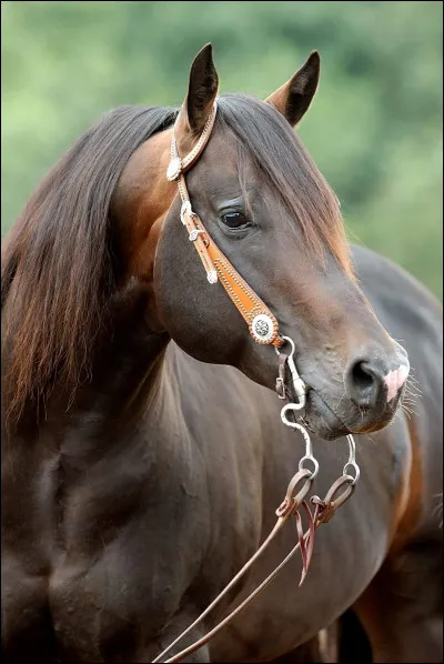 Quelle est cette robe ?