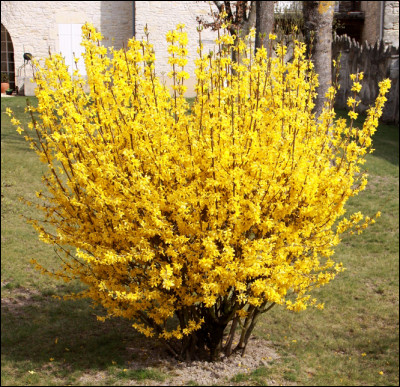Comment écrivez-vous le nom de cet arbuste à la floraison jaune ?