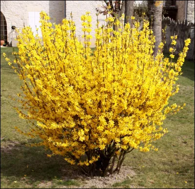 Comment écrivez-vous le nom de cet arbuste à la floraison jaune ?