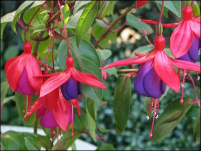 Comment écrivez-vous le nom de cette plante d'ornement aux fleurs pendantes ?