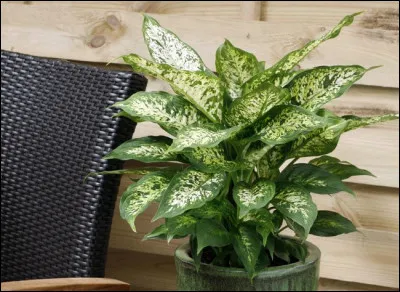 Comment écrivez-vous le nom de cette plante aux feuilles tachetées ?