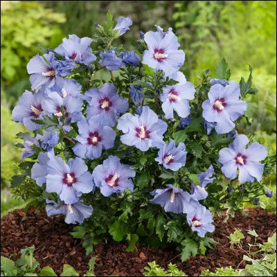 Comment écrivez-vous le nom de ces petits arbustes à fleurs annuelles ?