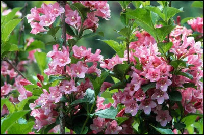 Comment écrivez-vous le nom de cet arbuste décoratif originaire d'Extrême-Orient ?