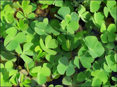 Quel est ton chiffre porte-bonheur ?