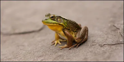 Aujourd'hui le temps sera légèrement couvert, mais de rares rayons de soleil pourront éventuellement vous faire découvrir le nom de cette ou cet interprète !