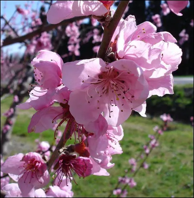 N'est mignon que s'il est petit, c'est le...