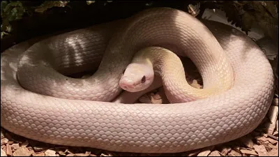 Dans Harry Potter 7 partie 2 qui tue Nagini avec l'épée de Godric Gryffondor ?