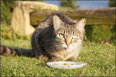 Ton chat mange :