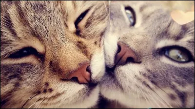 Crois-tu que ton chat t'aime ?