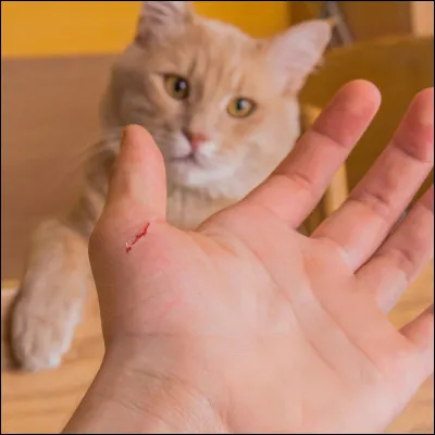 Ton chat te griffe :