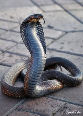 Quiz Serpents