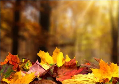 À quel poète français du XIXe doit-on le recueil "Les Feuilles d'automne" (1831) ?