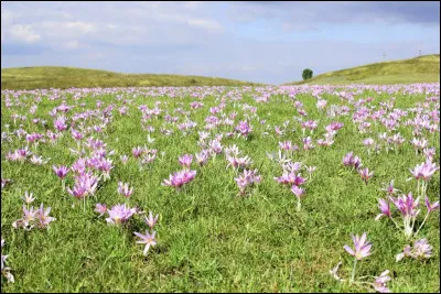 "Le pré est vénéneux mais joli en automne
Les vaches y paissant
Lentement sempoisonnent"
À quel poète français doit-on ces vers, issus d'un poème intitulé "Les Colchiques" ?