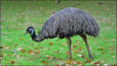 Quel est cet oiseau coureur australien ?