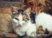 Quiz Comme chien et chat