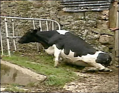 Quel est le nom courant de l'encéphalopathie spongiforme bovine ?